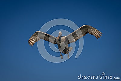 Dalmatian pelican spreading wings in blue sky Stock Photo