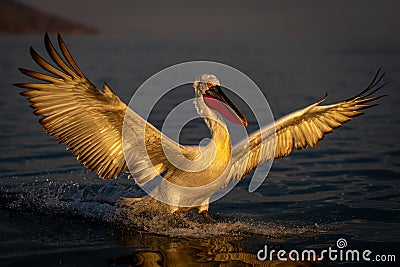 Dalmatian pelican spreading wings landing on lake Stock Photo