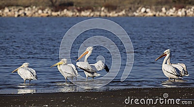 Dalmatian Pelicans Cleaning Stock Photo