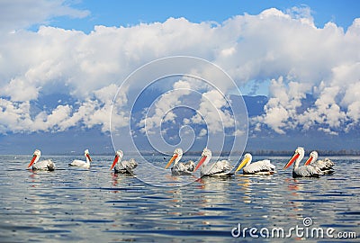 Dalmatian pelicans fishing on lake Kerkini Stock Photo