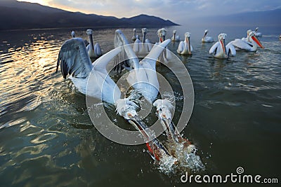 Dalmatian pelicans fishing on lake Kerkini Stock Photo