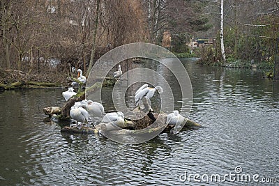 Dalmatian Pelicans flock Stock Photo