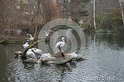 Dalmatian Pelicans flock Stock Photo