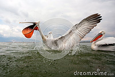 Dalmatian pelicans Stock Photo