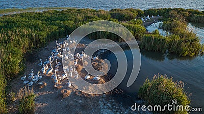 Dalmatian pelicans pelecanus crispus in Danube Delta Romania Stock Photo