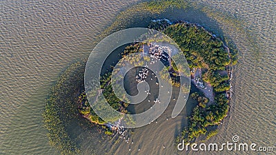 Dalmatian pelicans pelecanus crispus in Danube Delta Romania. Stock Photo