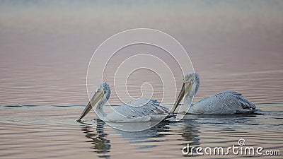 Dalmatian Pelicans Under Pale Light Stock Photo