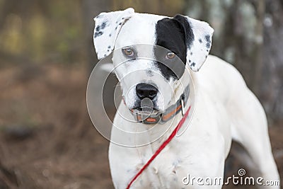 Dalmatian Pointer mixed breed dog outside on leash Stock Photo