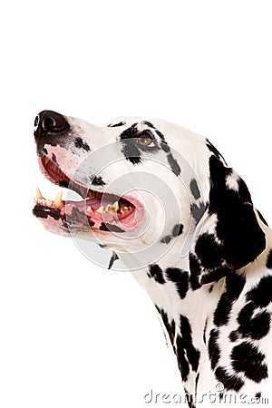 Dalmatian portrait. Stock Photo