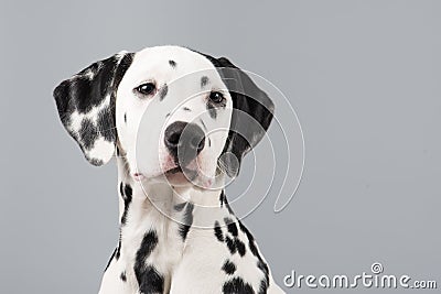 Dalmatian portrait on a grey background Stock Photo
