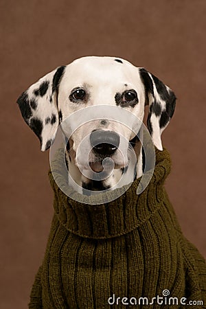 Dalmatian in a pullover Stock Photo