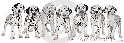 Dalmatian puppies Stock Photo