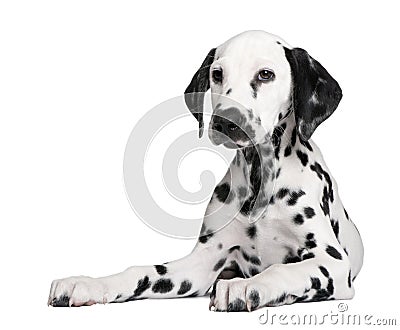 Dalmatian puppy Stock Photo