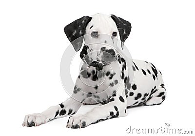 Dalmatian puppy Stock Photo