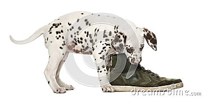 Dalmatian puppy chewing a shoe Stock Photo