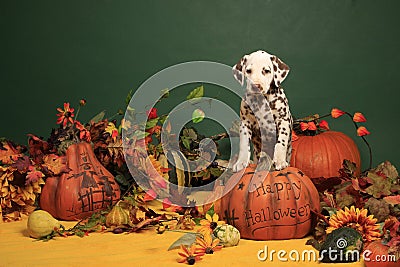 Dalmatian puppy in halloween decoration Stock Photo