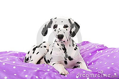 Dalmatian puppy lying in a bed on white background Stock Photo