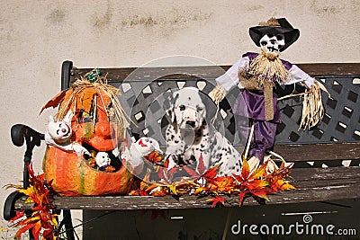 Dalmatian puppy with patch in Halloween decoration Stock Photo