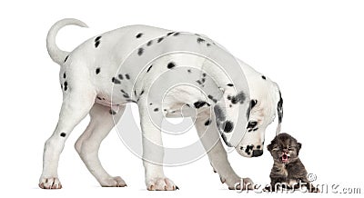 Dalmatian puppy sniffing a kitten meowing Stock Photo