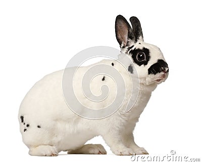 Dalmatian rabbit, Oryctolagus cuniculus, 4 Stock Photo