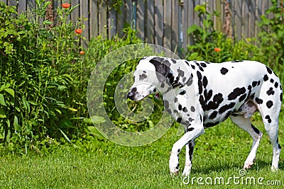 Dalmatian Stock Photo