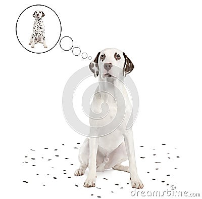 Dalmatian shedding its spots Stock Photo