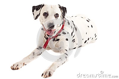 Dalmatian sitting Stock Photo