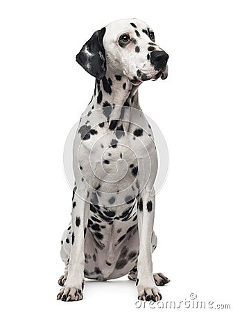 Dalmatian sitting, looking away Stock Photo