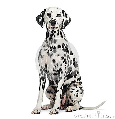 Dalmatian sitting, looking at the camera, isolated Stock Photo