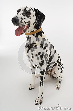 Dalmatian Sitting With Mouth Open Stock Photo