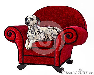 Dalmatian on Red Chair Stock Photo