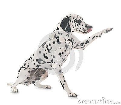 Dalmatian in studio Stock Photo