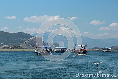 Dalyan river. The seagull caught the fish Stock Photo