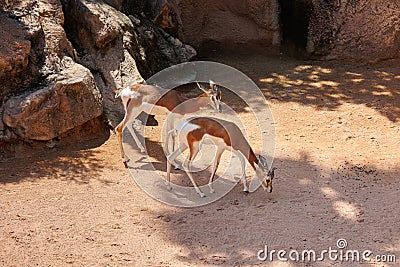 The Dama Gazelle - Nanger dama - also known as the Addra Gazelle or Mhorr Gazelle Stock Photo