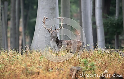 Dama Dama portrait. Captured in the most beautiful time during the dane estrus. Stock Photo