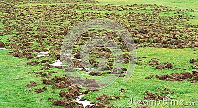 Damage Caused by Feral Hog Rooting Stock Photo