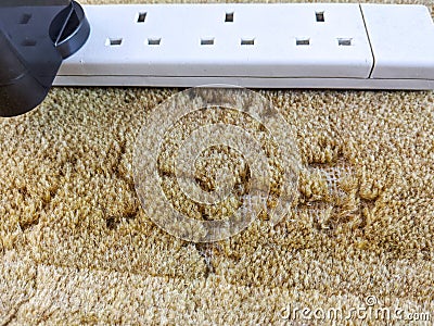 Damage caused to carpet by moths infestation Stock Photo