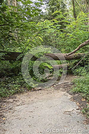 Damage with fallen trees blocking a path after a storm in Berlin Stock Photo