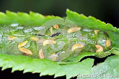 Damage to the rose leaf made by rose leaf midge Dasineura rosae syn Wachtliella rosarum Cecidomyiidae pest of roses in gadrens. Stock Photo