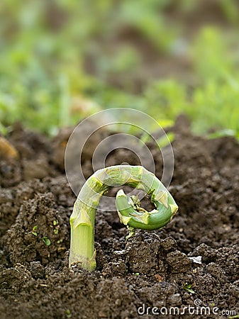 Damaged asparagus Stock Photo