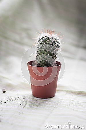 Damaged baby cactus on a small pot on fabric Stock Photo