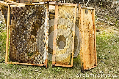 Damaged Bee Hive Frames Stock Photo