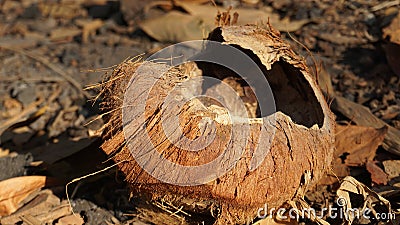 Damaged coconut skin texture, blurred background Stock Photo