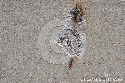 Damaged Concrete with Rebar Showing. Stock Photo