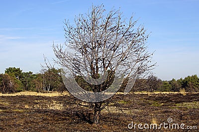 Damaged heathland at the Strabrechtse Heide Stock Photo