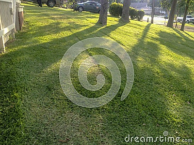 Damaged lawn cut too low Stock Photo