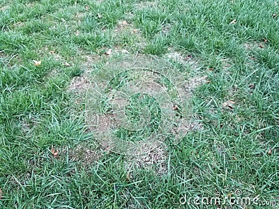 Damaged lawn need lawn care Stock Photo