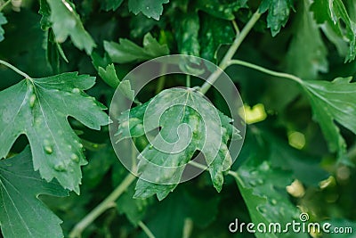 Damaged leaves of currant. The parasite spoils the green leaves. Stock Photo