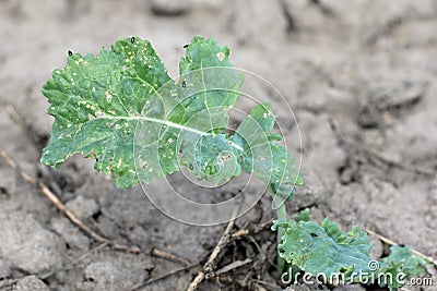 Damaged leaves of oilseed rape (canola) by Cabbage Stem Flea beetle. Stock Photo