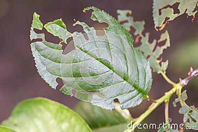 Damaged plant leaves, devouring. Eaten tree foliage struck by parasites Stock Photo